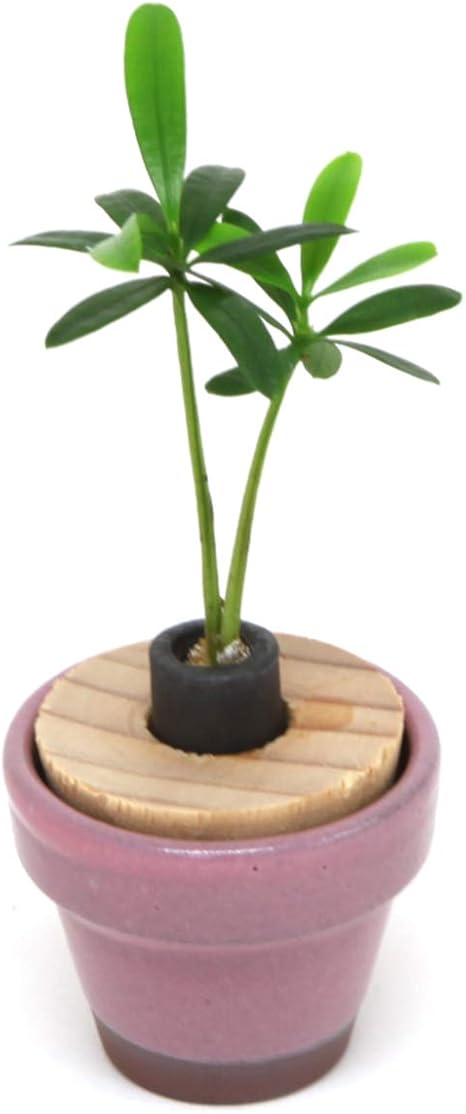 Amazon Co Jp 日本古来の植物 槇 マキ の木 花言葉 慈愛 色あせぬ恋 と うさぎ庵特性 豆鉢 桃花 土なし 清潔 水やり簡単 セラハイト ホーム キッチン