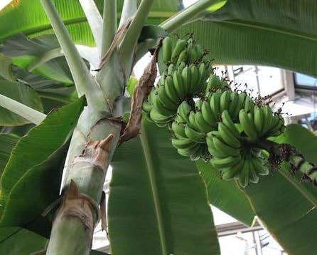 Musa acuminata - Dwarf Banana - 15 seeds