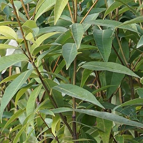 Amazon シラカシ 株立ち大苗 庭木 植木