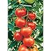 Luster Leaf Rapiclip Heavy Duty Soft Wire Tie 857, Green