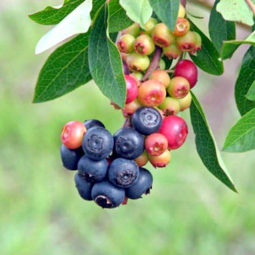 Blueberry Plants"Summer Sunset" Rabbiteye Includes (4) Four Plants