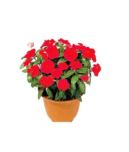 Famous Garden Live Vinca Red Flower Plant With Pot-Indoor/Outdoor Plant