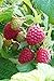 RASPBERRY ~Red~ "Heritage" ~Produces two big crops a year~ 20+ Perennial Fruit Seeds