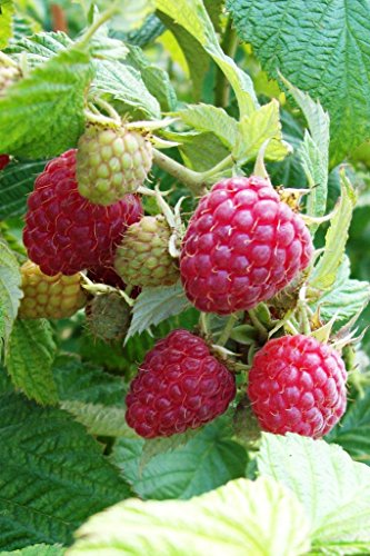 RASPBERRY ~Red~ RASPBERRY ~Red~