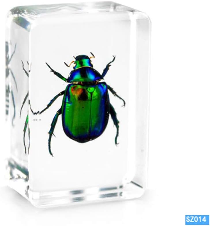 WEIUR Real Corpulenta Cyrtotracjelus Longimanus Violet Neck Beetle Insect Specimen Biological Science Education Paperweight Resin Taxidermy