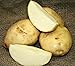 5 lb. SEED POTATOES - Kennebec Russet - Organic - ORDER NOW for FALL PLANTING