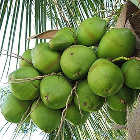 Mphmi Plants COCONUT plant Ganga Bondam - Fruit Plants & Tree Outdoor Living Indoor Plants