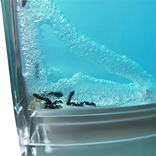BleuMoo Advanced Ant Nursery Farm Maze Blue Gel Live Ant Habitat With Feeding