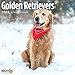 Golden Retriever 2018 16 Month Wall Calendar 12 x 12 inches