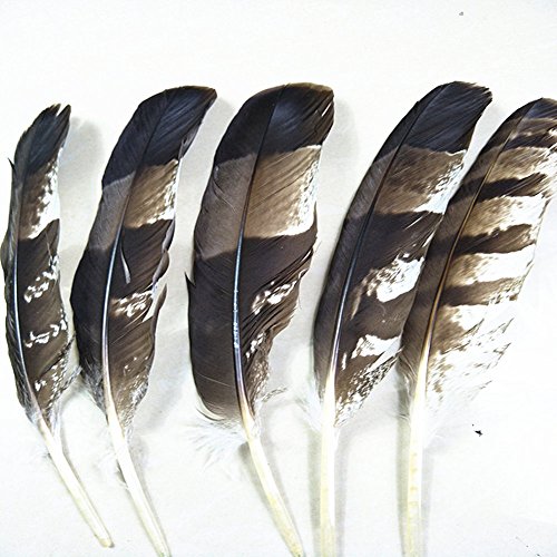Eagle Feathers For Sale Only 4 Left At 65