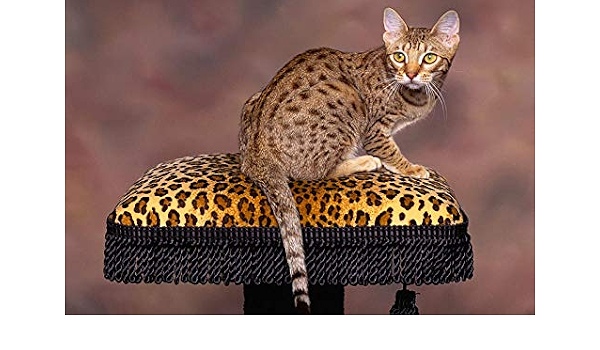 Amazon.com: Tangram Puzzle for Adults 6000 Pieces of Spotted Cats