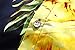 SSLR Men's Pineapple Button Down Short Sleeve Casual Hawaiian Shirt
