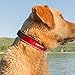 EzyDog Neo Dog Collar - Waterproof & Reflective Dog Collar with Soft Padded Neoprene for Comfort & Durable Nylon – Features Quick Release Buckle and Built-in ID Clip (Large, Orange)
