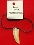 Prehistoric Planet Store - Tyrannosaurus rex Tooth Necklace (replica) 164