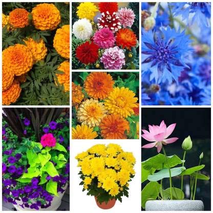 BEE Garden Flower Seeds : Plant Seeds for Garden Flowers Combo of 7 Packet of Seeds & All Season Garden Flower Seed, Calendula Officinalis, , Balcony Flower, Dahlia , Lotus Seed (15 per Packet)