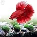 Luffy Nano Betta Balls, 0.4-inches, Live Round-Shaped Marimo Plant, Toys for Betta Fish, Hiding, Rolling, Nibbling, Cleans Aquarium Water & Adds Aesthetic Value to Betta Bowls and Jars, 6-Pieces