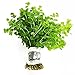 Mainam Giant Baby Tears Micranthemum umbrosum Freshwater Live Aquarium Plants Bundle Tropical Aquatic Water Plant Decorations