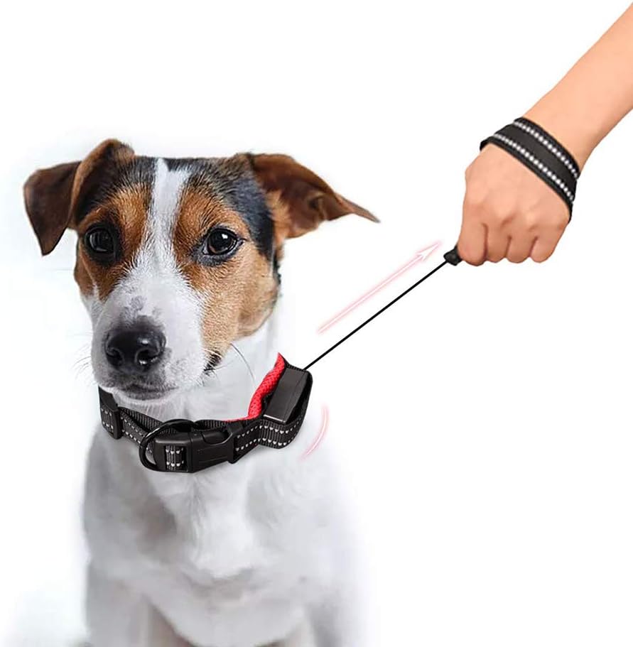 medium dog collar size in cm