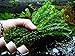 HOT! Anacharis Elodea Densa Tropical Live Aquarium Plants Aquatic Pond Bundle Stems