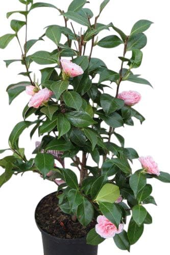camelia japonica bonomiana nova