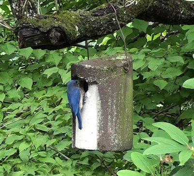 Amazon Com Kis 1 1 2 Tree Trunk Birdhouse Garden Outdoor