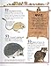100 Facts Mammals