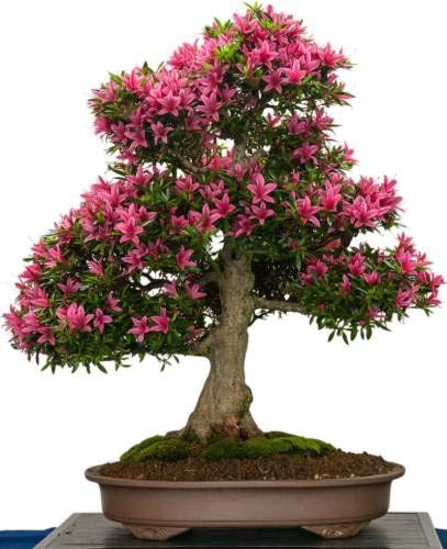 Pinkdose Imported BONSAIS Japanische Rote Ahorn und GrÃ¼ne Cedar Indoor Pflanzensamen