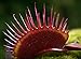 Red Dragon Venus Fly Trap Plant - Dionaea - Akai Ryu - 3" Clay Pot