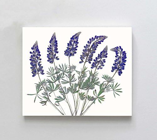 Lupine Bluebonnet Fine Art Giclee Print - 5X7, 8X10 or 11X14 - Unframed - Pressed Flower Print on White Background