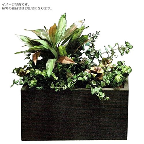 超特価激安 人工観葉植物 アーティフィシャルグリーンアレンジ 鉢付き 幅65cm Rg 002 B074fvcrp9 Hightimes Com