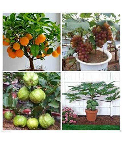OhhSome Dwarf 20 Fruit Seeds Combo (Orange, Guava, Grapes and Papaya) - Eco