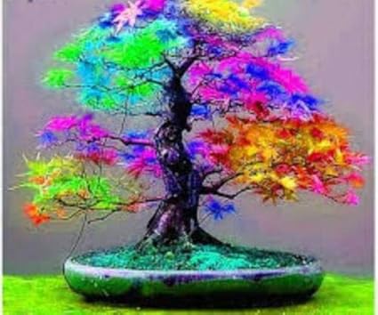 Pinkdose japanische verfÃ¤rbte/rainbow Ahorn importiert Bonsai