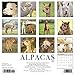 Alpacas 2020 Wall Calendar