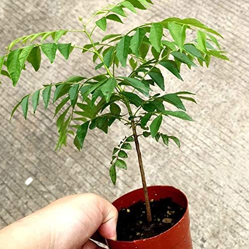 100Pcs Curry Leaf Tree Seeds Petted Culinary Herb Plant Outdoor Garden Decor Curry Seeds