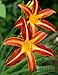 Autumn Red Daylily
