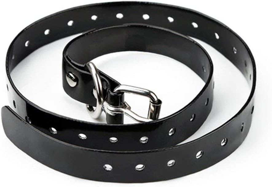 cattle dogs for adoption near me