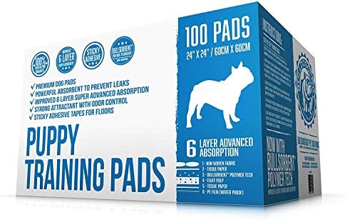 newborn papillon puppies