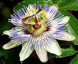 Edible Passion Vine Plant - Passiflora caerulea - Exotic! - 4