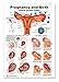 Pregnancy and Birth Poster 12 x 17
