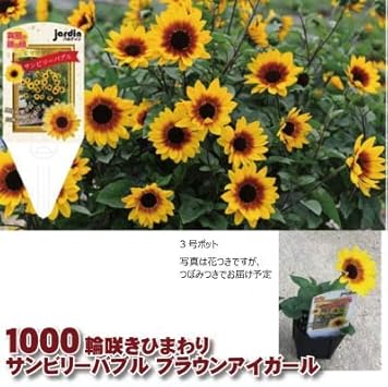 Amazon ひまわり苗 3個セット 3号 サンビリーバブルブラウンアイガール 1000輪咲きひまわり ポット苗 プレゼント 花壇 父の日 観葉植物 オンライン通販