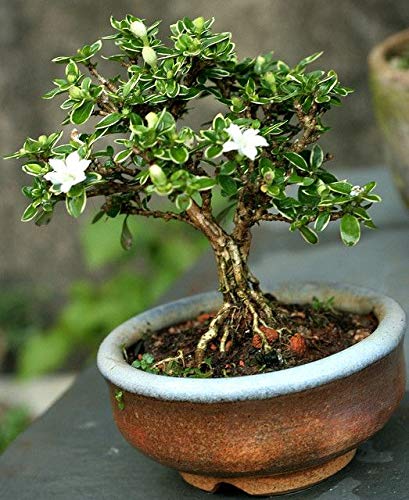 Green Paradise Snow Rose Serissa Bonsai bonsai with ceramic bonsai pot