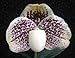 Paphiopedilum godfroyae - lady slipper orchids - 100 seeds