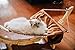 Pet Magasin Luxury Cat Hanging Bed – Heavy Duty Hammock Style Pet Perch with Simple Installation for Cats, Small Dogs & Other Animals