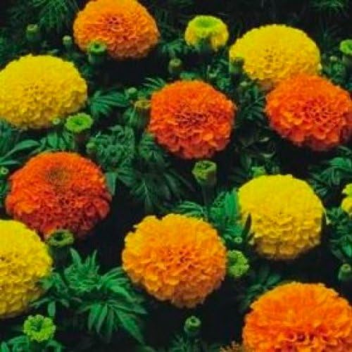PREMIER SEEDS DIRECT - African Marigold - CRACKERJACK Mixed - 1900 Flower Seeds, 1,900 SEEDS