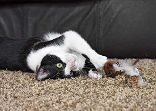 5 OurPets+Play+N+Squeak+Twice+Mice+Cat