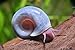 5 Rare Blue Ramshorn Snails. Great for Pond & Aquarium
