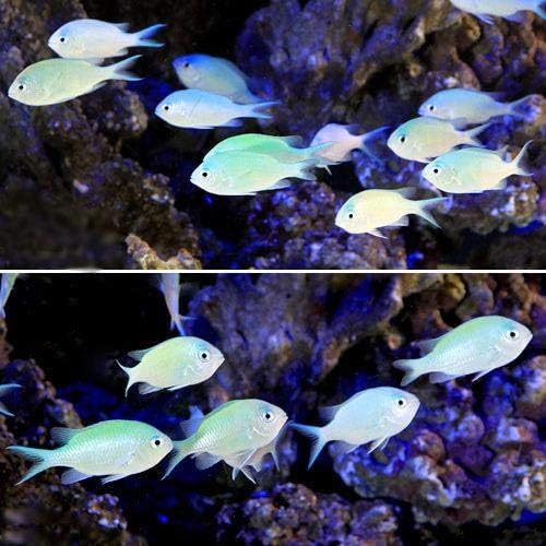 海水魚 デバスズメダイ ｍサイズ １０匹 北海道 九州 沖縄航空便要保温 Charm チャーム 観賞魚 水中生物 通販 Amazon