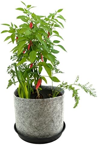 Grow Your Own Hot Sauce Container Garden Kit