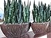 American Plant Exchange Green Sansevieria Trifasciata Zeylanica Live Plant, 6