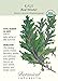 Red Winter Kale Certified Organic Heirloom Seeds